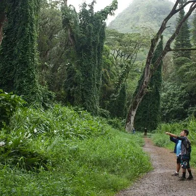 Manoa Falls Trail